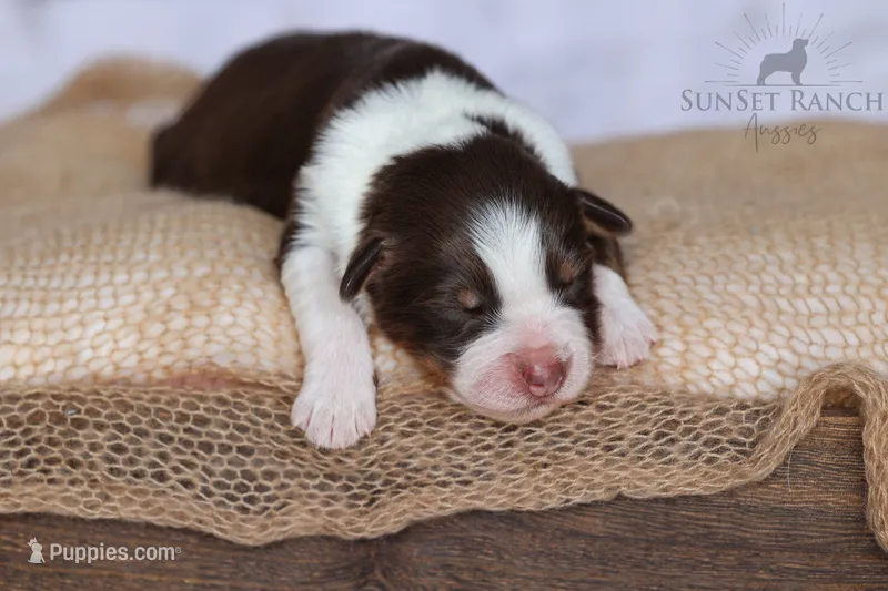 Boy 3 – Australian Shepherd puppy for sale in Athens, AL
