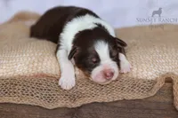 Boy 3, a male Australian Shepherd for sale in Athens, AL – 1 of 10