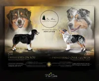 Girl 2, a female Australian Shepherd for sale in Athens, AL – 8 of 8
