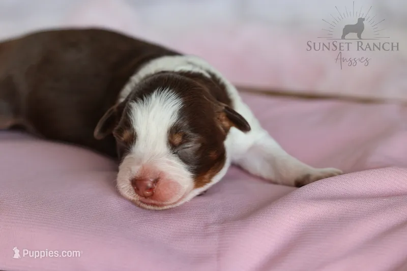 Girl 4 – Australian Shepherd puppy for sale in Athens, AL