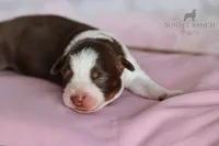 Girl 4, a female Australian Shepherd for sale in Athens, AL – 1 of 8