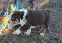 Boy 3, a male Australian Shepherd for sale in Athens, AL – 5 of 9
