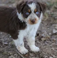 Girl 4, a female Australian Shepherd for sale in Athens, AL – 2 of 9