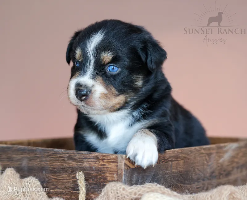 Boy 2 – Australian Shepherd puppy for sale in Athens, AL