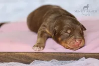 Girl 3, a female Australian Shepherd for sale in Athens, AL – 3 of 10