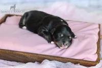 Girl 2, a female Australian Shepherd for sale in Athens, AL – 1 of 8
