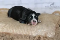Boy 2, a male Australian Shepherd for sale in Athens, AL – 4 of 6