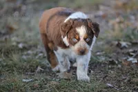 Girl 4, a female Australian Shepherd for sale in Athens, AL – 9 of 9