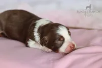 Girl 4, a female Australian Shepherd for sale in Athens, AL – 5 of 8