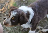 Boy 3, a male Australian Shepherd for sale in Athens, AL – 2 of 9