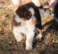 Girl 4, a female Australian Shepherd for sale in Athens, AL – 5 of 9