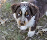 Boy 3, a male Australian Shepherd for sale in Athens, AL – 7 of 9