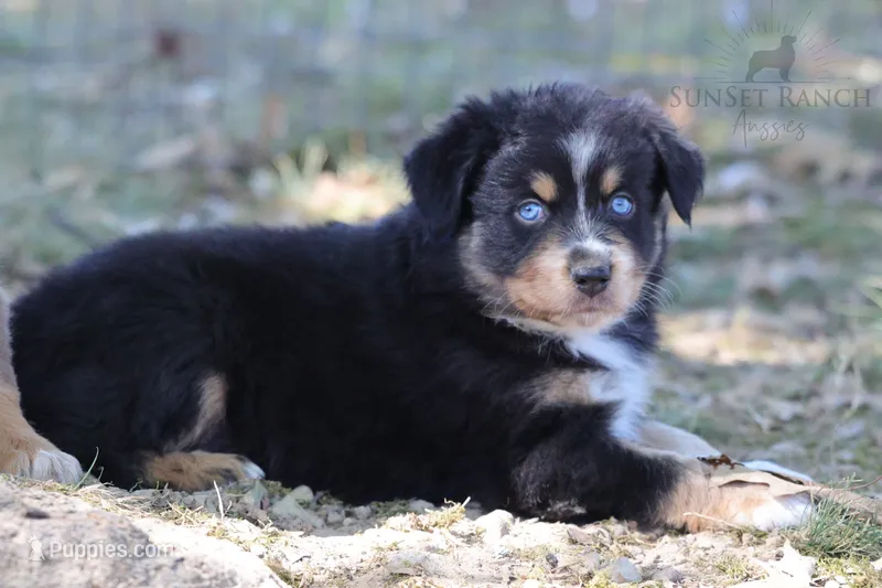 Boy 2 – Australian Shepherd puppy for sale in Athens, AL