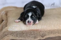 Boy 2, a male Australian Shepherd for sale in Athens, AL – 5 of 6