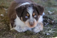 Boy 3, a male Australian Shepherd for sale in Athens, AL – 3 of 9