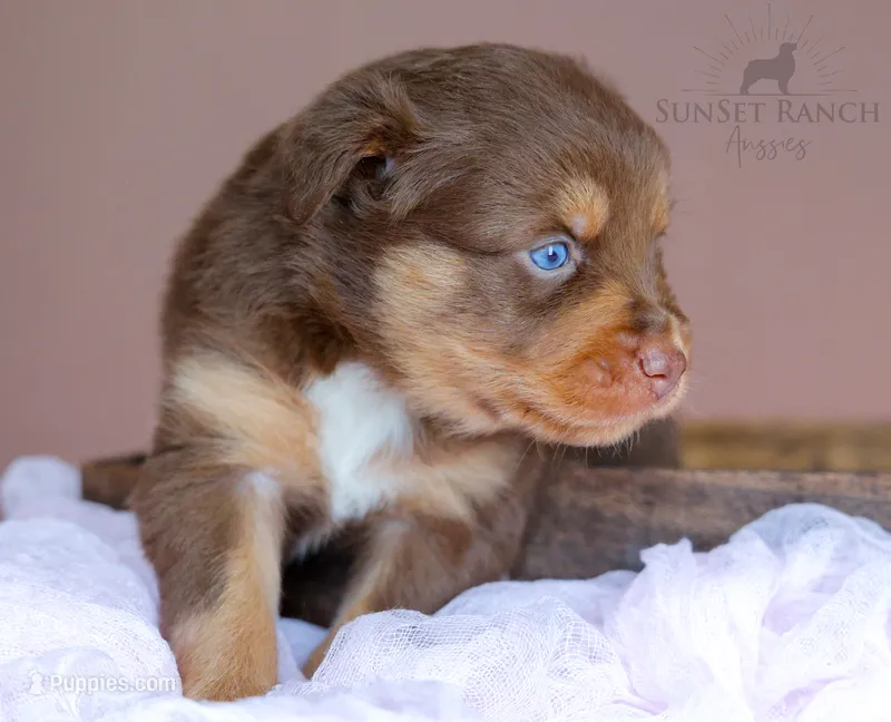 Girl 3 – Australian Shepherd puppy for sale in Athens, AL
