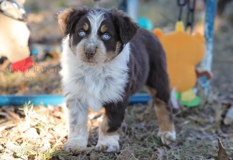 Boy 3 – Australian Shepherd puppy for sale in Athens, AL