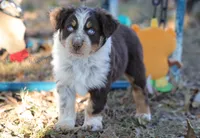 Boy 3, a male Australian Shepherd for sale in Athens, AL – 1 of 9