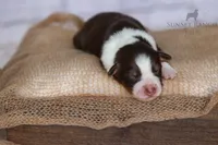 Boy 3, a male Australian Shepherd for sale in Athens, AL – 2 of 10