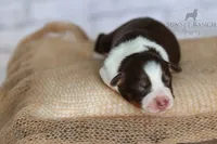 Boy 3, a male Australian Shepherd for sale in Athens, AL – 4 of 10