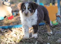 Boy 3, a male Australian Shepherd for sale in Athens, AL – 6 of 9
