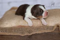 Boy 3, a male Australian Shepherd for sale in Athens, AL – 7 of 10