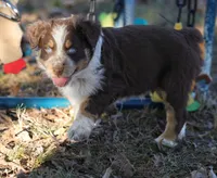 Boy 3, a male Australian Shepherd for sale in Athens, AL – 4 of 9