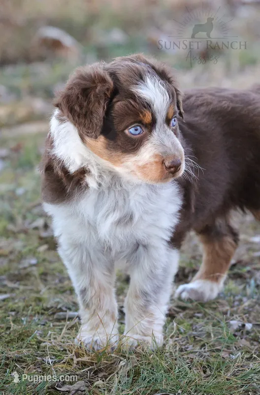 Girl 4 – Australian Shepherd puppy for sale in Athens, AL
