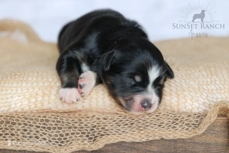 Boy 2 – Australian Shepherd puppy for sale in Athens, AL