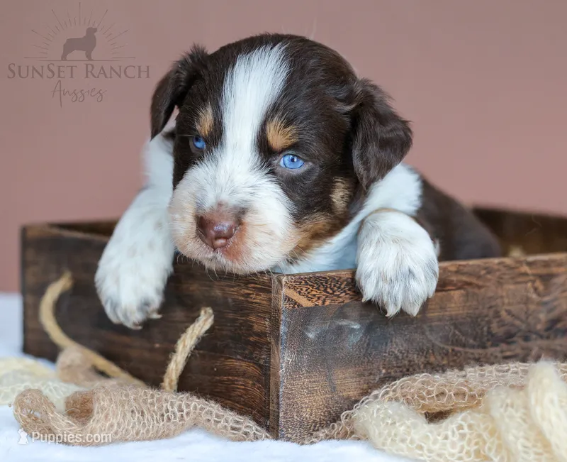 Boy 3 – Australian Shepherd puppy for sale in Athens, AL