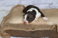 Boy 3, a male Australian Shepherd for sale in Athens, AL – 3 of 10