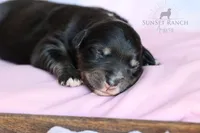Girl 2, a female Australian Shepherd for sale in Athens, AL – 3 of 8