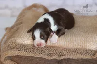 Boy 3, a male Australian Shepherd for sale in Athens, AL – 9 of 10