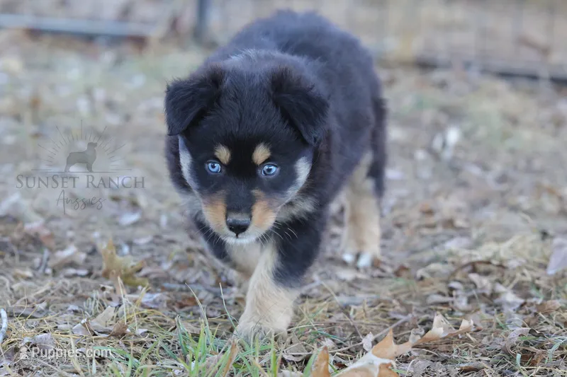 Girl 2 – Australian Shepherd puppy for sale in Athens, AL