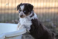 Girl 4, a female Australian Shepherd for sale in Athens, AL – 8 of 9