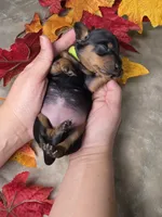 Spooky, a female Miniature Dachshund for sale in Rio Grande City, TX – 7 of 10