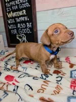 Groot Dachshund / Chiweenie, a male Chihuahua and Miniature Dachshund for sale in Rio Grande City, TX – 4 of 9