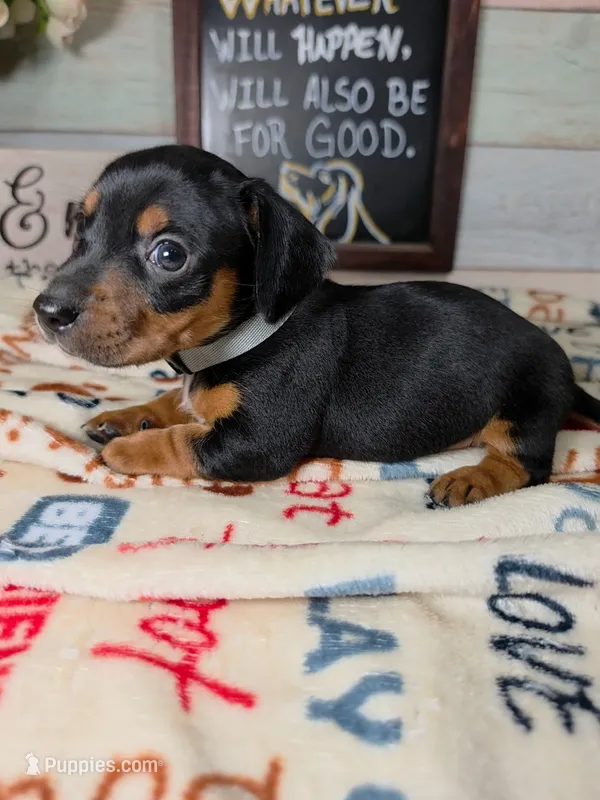 Star - Lord Dachshund / Chiweenie – Chihuahua, Miniature Dachshund puppy for sale in Rio Grande City, TX