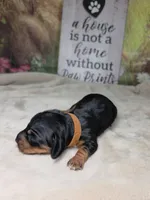 Rocket Dachshund / Chiweenie, a male Chihuahua and Miniature Dachshund for sale in Rio Grande City, TX – 2 of 9