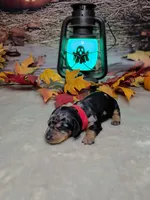 Hocus Pocus, a female Miniature Dachshund for sale in Rio Grande City, TX – 1 of 10