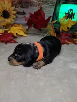 Ghost, a female Miniature Dachshund for sale in Rio Grande City, TX – 5 of 10