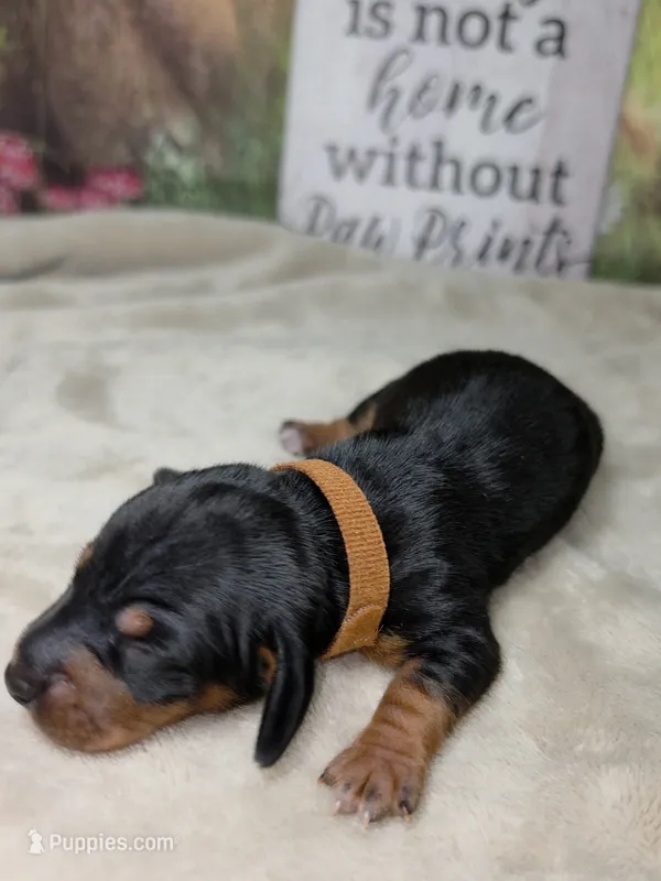 Rocket Dachshund / Chiweenie – Chihuahua, Miniature Dachshund puppy for sale in Rio Grande City, TX