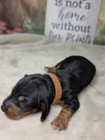 Rocket Dachshund / Chiweenie, a male Chihuahua and Miniature Dachshund for sale in Rio Grande City, TX – 1 of 9