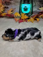 Salem, a female Miniature Dachshund for sale in Rio Grande City, TX – 4 of 10