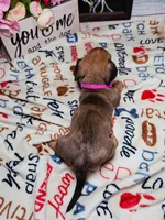 Storm (CKC), a female Dachshund for sale in Rio Grande City, TX – 2 of 8