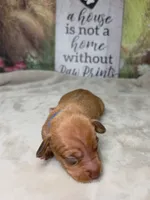 Groot Dachshund / Chiweenie, a male Chihuahua and Miniature Dachshund for sale in Rio Grande City, TX – 6 of 10