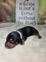 Star - Lord Dachshund / Chiweenie, a male Chihuahua and Miniature Dachshund for sale in Rio Grande City, TX – 6 of 10