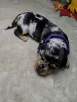 Salem, a female Miniature Dachshund for sale in Rio Grande City, TX – 2 of 10