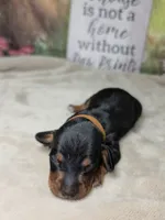 Rocket Dachshund / Chiweenie, a male Chihuahua and Miniature Dachshund for sale in Rio Grande City, TX – 3 of 9