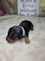 Star - Lord Dachshund / Chiweenie, a male Chihuahua and Miniature Dachshund for sale in Rio Grande City, TX – 4 of 10